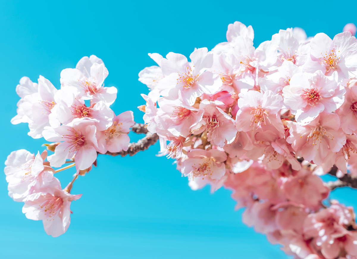 Moleskine Sakura ( Moleskine Limited Edition Sakura)